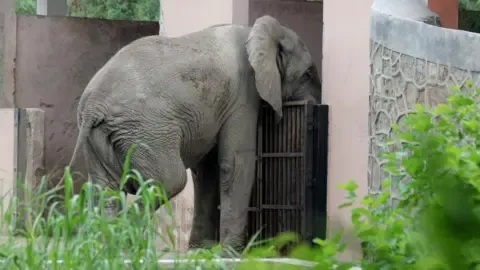 Isolated Life and Death of Delhi’s Lone Elephant from Africa